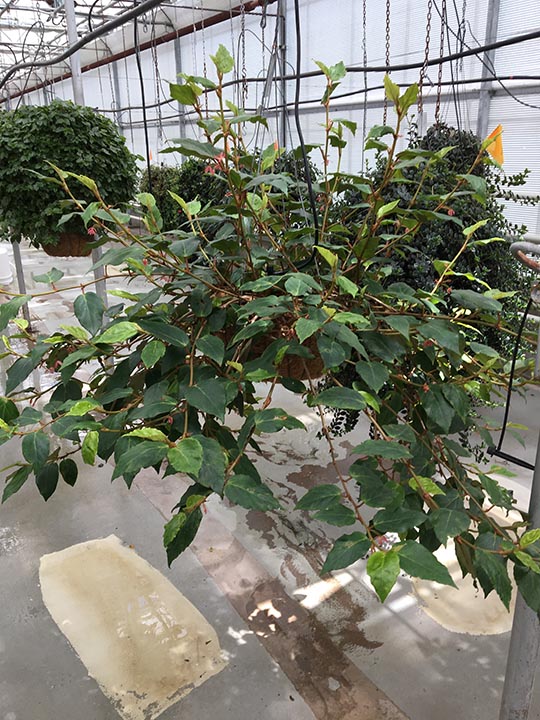 B. horticola